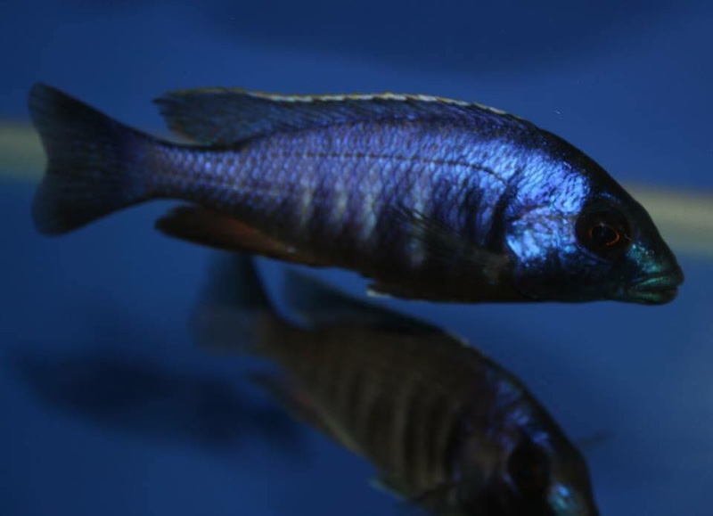 Placidochromis electra 'Chiofu Bay'